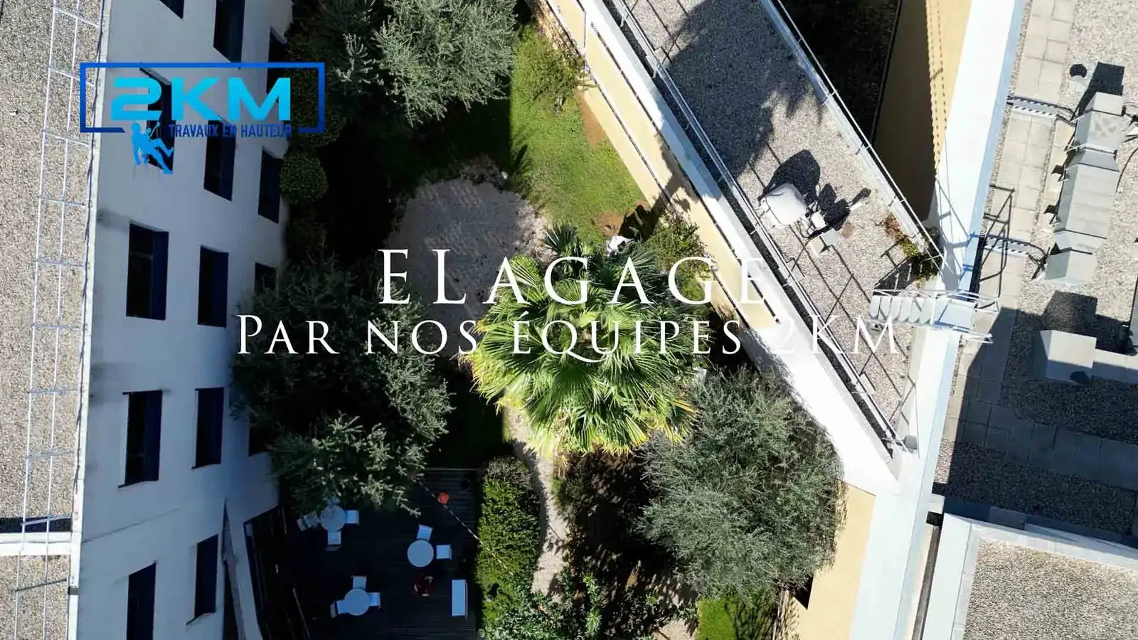 Élagage de palmier par cordiste professionnel