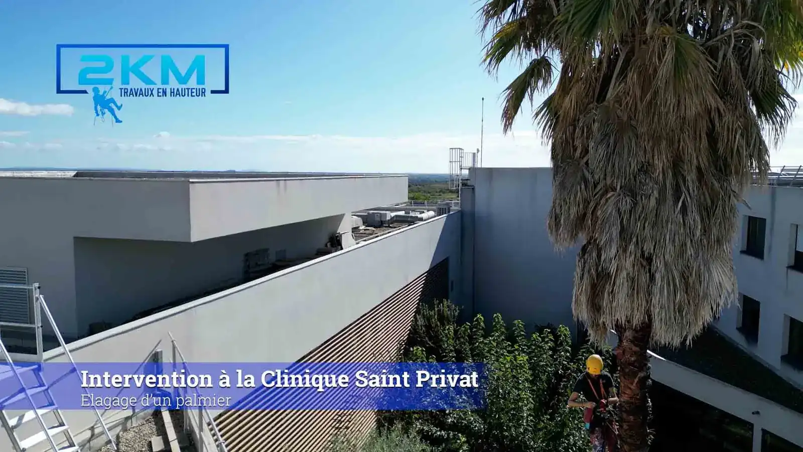 Taille de palmier en hauteur par cordiste